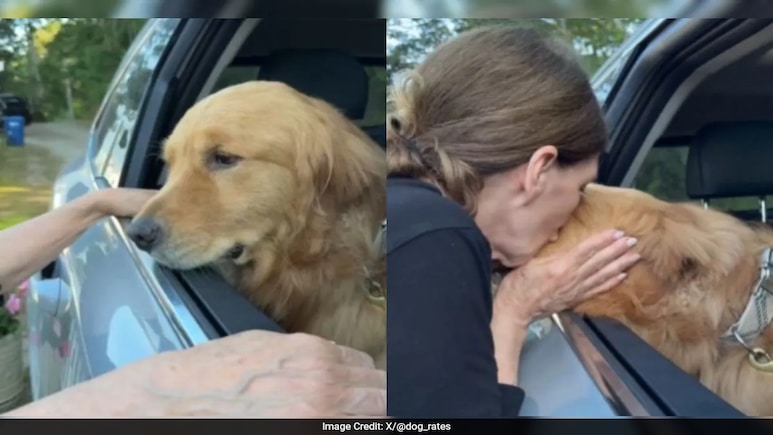 Watch: Golden Retriever Wally's Emotional Goodbye To Grandma Melts Hearts Online Watch: Golden Retriever Wally's Emotional Goodbye To Grandma Melts Hearts Online