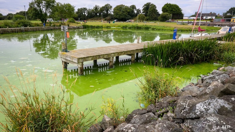 UK's Largest Lake, Lough Neagh, "Dying" As Toxic Blue-Green Algae Grows UK's Largest Lake, Lough Neagh, "Dying" As Toxic Blue-Green Algae Grows