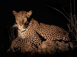 This Forest In Kerala Comes Alive After Dark - And You Can Walk Through It This Forest In Kerala Comes Alive After Dark - And You Can Walk Through It