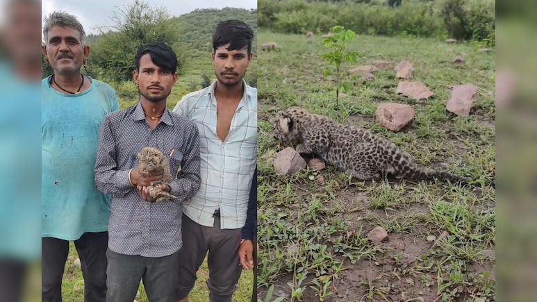 Rajasthan: मादा पैंथर ने 2 शावकों को दिया जन्म, एक खेत में ही छूटा; मौके पर जमा हुई भीड़