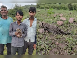 Rajasthan: मादा पैंथर ने 2 शावकों को दिया जन्म, एक खेत में ही छूटा; मौके पर जमा हुई भीड़ Rajasthan: मादा पैंथर ने 2 शावकों को दिया जन्म, एक खेत में ही छूटा; मौके पर जमा हुई भीड़