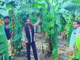 Parbhani News :  शेतीतला 'सोनेरी' प्रयोग! अतिवृष्टीच्या संकटातही परभणीचा शेतकरी केळीतून कमवतोय बक्कळ पैसा