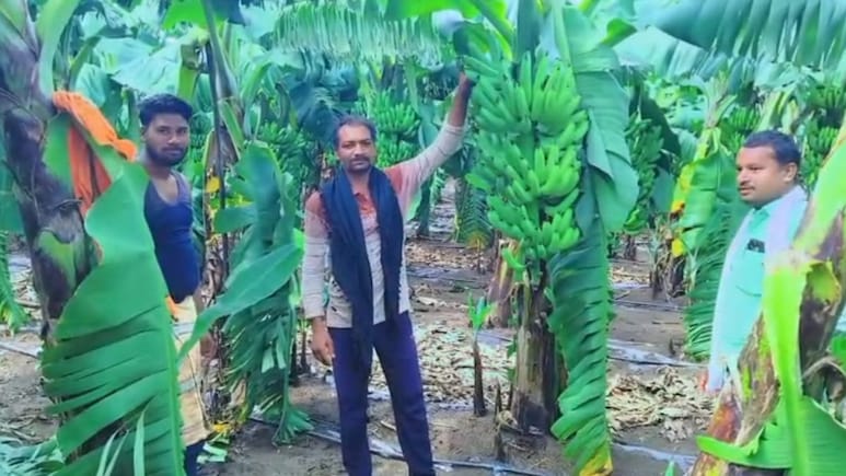 Parbhani News :  शेतीतला 'सोनेरी' प्रयोग! अतिवृष्टीच्या संकटातही परभणीचा शेतकरी केळीतून कमवतोय बक्कळ पैसा