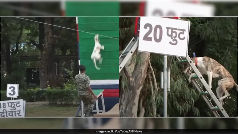 Watch: BSF's Dogs Leap 18 Feet High Wall, Climb 20-Foot Ladder Watch: BSF's Dogs Leap 18 Feet High Wall, Climb 20-Foot Ladder