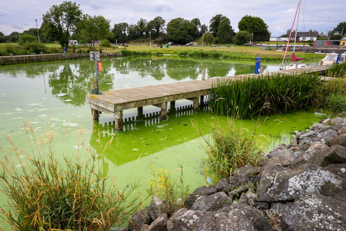 UK's Largest Lake, Lough Neagh, "Dying" As Toxic Blue-Green Algae Grows