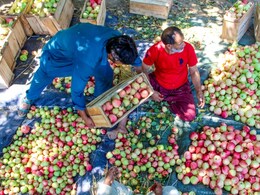 सर्दियों में रोज एक सेब खाने से मिलेंगे ये 10 औषध‍िय फायदे, पहले जान लें क‍िसे और कैसे खाना है ये सुपरफूड