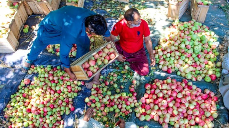 सर्दियों में रोज एक सेब खाने से मिलेंगे ये 10 औषध‍िय फायदे, पहले जान लें क‍िसे और कैसे खाना है ये सुपरफूड