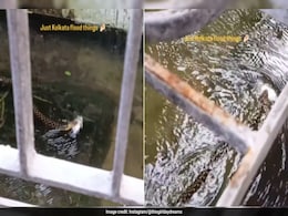 Viral Video Shows Snake Swimming In Kolkata Floodwaters With Fish In Mouth, Internet Reacts Viral Video Shows Snake Swimming In Kolkata Floodwaters With Fish In Mouth, Internet Reacts
