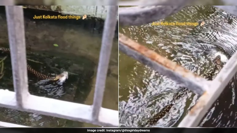 Viral Video Shows Snake Swimming In Kolkata Floodwaters With Fish In Mouth, Internet Reacts Viral Video Shows Snake Swimming In Kolkata Floodwaters With Fish In Mouth, Internet Reacts