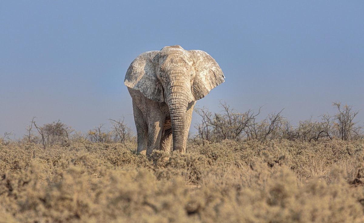 Delhi Zoo's Lone African Elephant Dies At 29, Probe Ordered