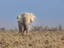Delhi Zoo&#039;s Lone African Elephant Dies At 29, Probe Ordered