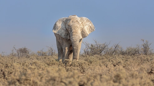 Delhi Zoo's Lone African Elephant Dies At 29, Probe Ordered