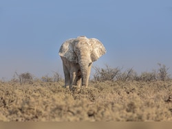 2 Women Trampled To Death By Elephants In Jharkhand's Ramgarh