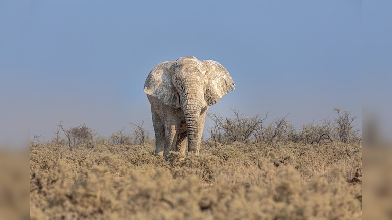 2 Women Trampled To Death By Elephants In Jharkhand's Ramgarh
