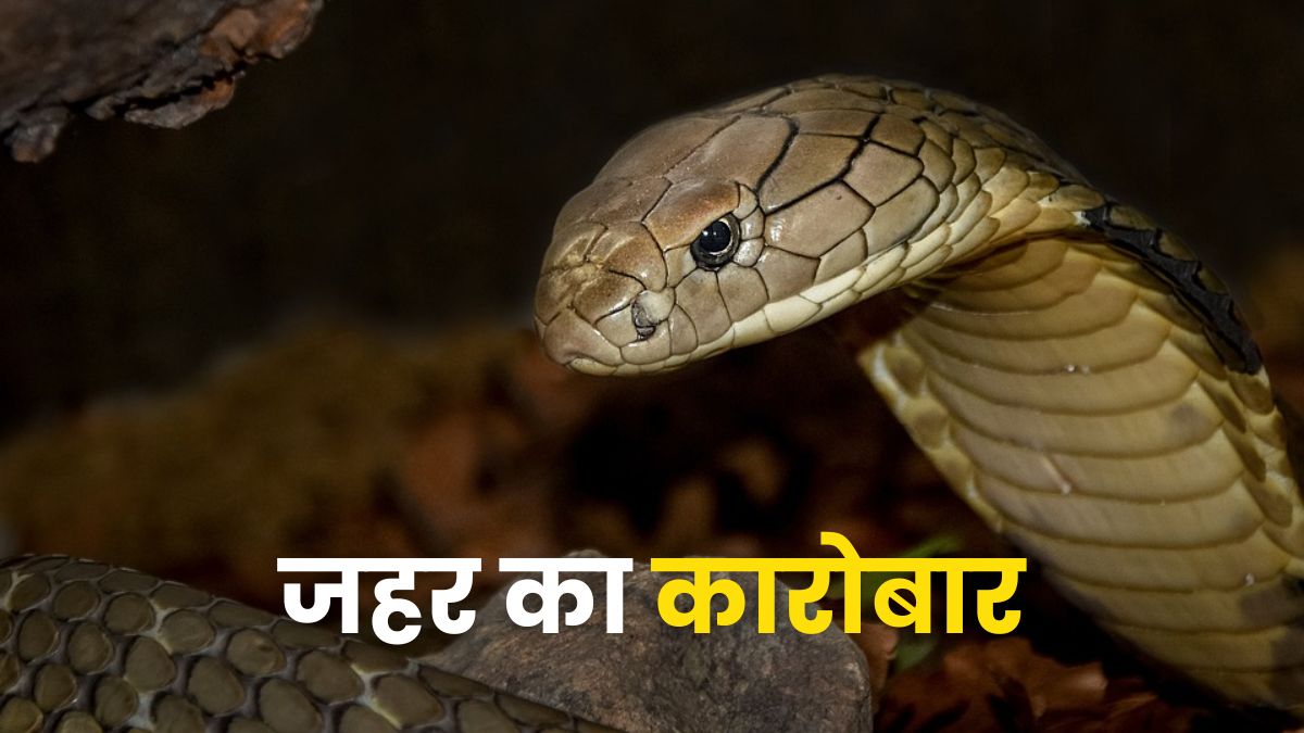 भारत में कितना बड़ा है सांप के जहर का कारोबार? करोड़ों तक पहुंचती है कीमत