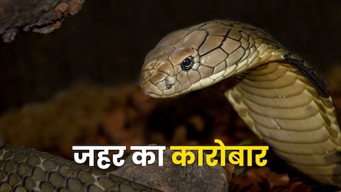 भारत में कितना बड़ा है सांप के जहर का कारोबार? करोड़ों तक पहुंचती है कीमत