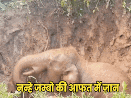 Viral Video: कुएं में गिरा नन्हा जम्बो, घंटों चला रेस्क्यू ऑपरेशन, अभी भी हलक में फंसी है छोटे हाथी की जान! Viral Video: कुएं में गिरा नन्हा जम्बो, घंटों चला रेस्क्यू ऑपरेशन, अभी भी हलक में फंसी है छोटे हाथी की जान!