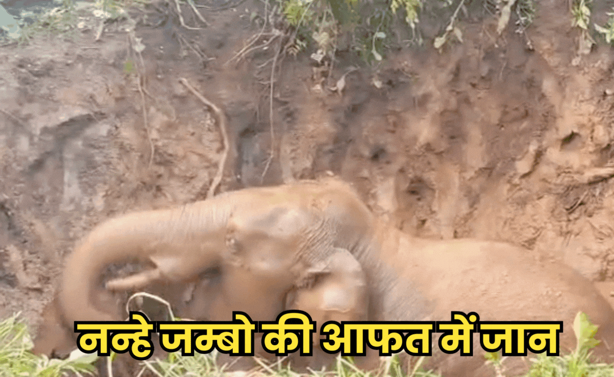 Viral Video: कुएं में गिरा नन्हा जम्बो, घंटों चला रेस्क्यू ऑपरेशन, अभी भी हलक में फंसी है छोटे हाथी की जान!