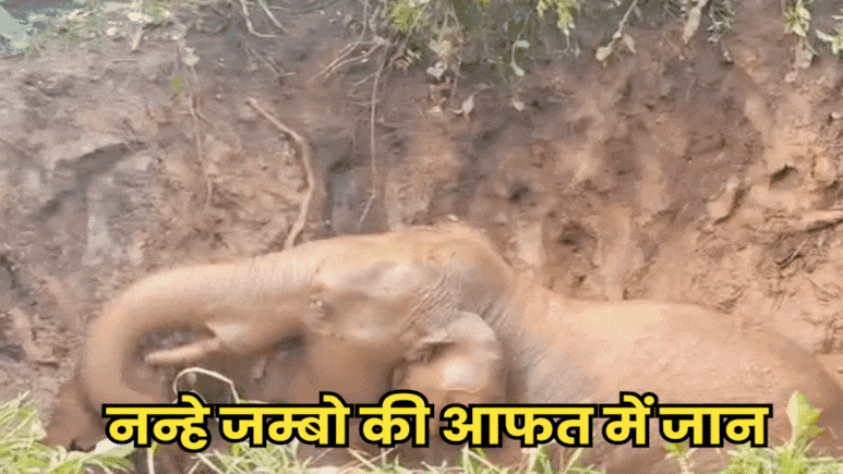 Viral Video: कुएं में गिरा नन्हा जम्बो, घंटों चला रेस्क्यू ऑपरेशन, अभी भी हलक में फंसी है छोटे हाथी की जान! Viral Video: कुएं में गिरा नन्हा जम्बो, घंटों चला रेस्क्यू ऑपरेशन, अभी भी हलक में फंसी है छोटे हाथी की जान!