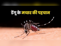 डेंगू वाले मच्छर की ऐसे कर सकते हैं पहचान, देखते ही पता लगा लेंगे आप डेंगू वाले मच्छर की ऐसे कर सकते हैं पहचान, देखते ही पता लगा लेंगे आप