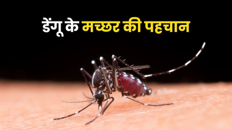 डेंगू वाले मच्छर की ऐसे कर सकते हैं पहचान, देखते ही पता लगा लेंगे आप डेंगू वाले मच्छर की ऐसे कर सकते हैं पहचान, देखते ही पता लगा लेंगे आप