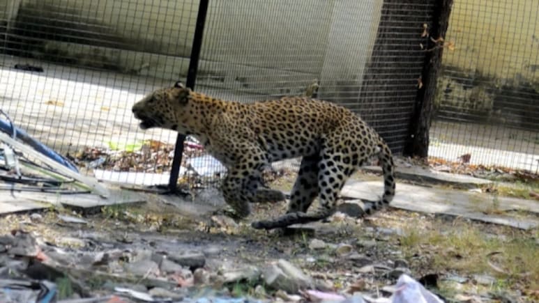 Dungarpur News: कमरे में सो रहा था परिवार, पूरी रात गैलरी बैठा रहा पैंथर; सुबह जगे तो... Dungarpur News: कमरे में सो रहा था परिवार, पूरी रात गैलरी बैठा रहा पैंथर; सुबह जगे तो...