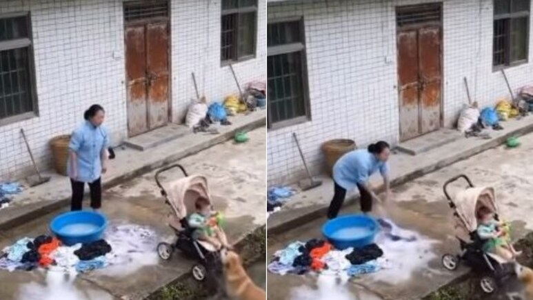 बच्चा पानी में गिरने ही वाला था, देखते ही कुत्ते ने लगाई छलांग, फिर जो हुआ, डोगेश भाई ने जीत लिया सबका दिल