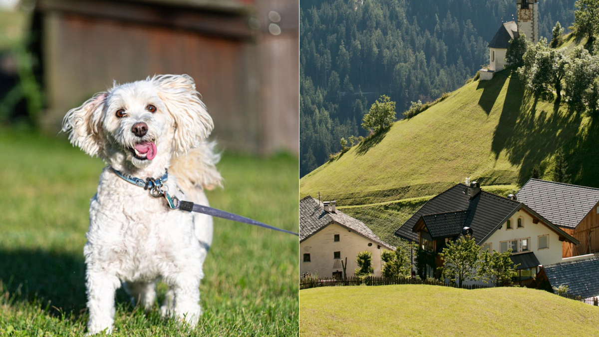 Bolzano Introduces Daily Dog Tax for Visitors, Annual Fee for Locals Starting 2026