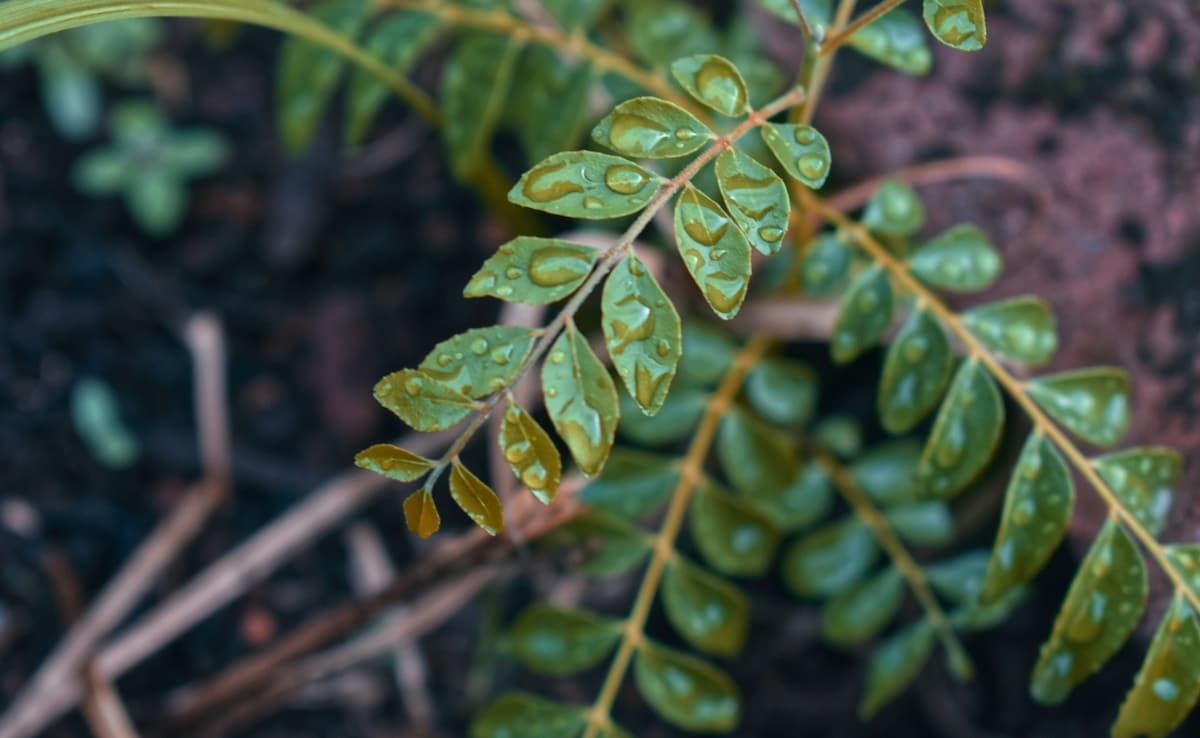 Curry Leaves Benefits,Curry Patta Chabane Ke Fayde,Kadi Patta Khane Ke Fayde,Benefits of Chewing Curry Leaves Empty Stomach,Benefits of Chewing Curry Leaves in the Morning,30 Din Tak Curry Patta Chabane Ke Fayde,Basi Muh Kadi Patta Khane Ke Fayde,Curry Patta Kyun Chabaye,Curry Patta Chabane Se Kya Hota Latest and Breaking News on NDTV