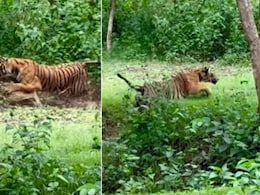 जान बचाकर भाग रहा था हिरण का झुंड, तभी झाड़ी से निकला टाइगर, पीछे से ऐसे दबोचा, पलभर में हो गया खेला जान बचाकर भाग रहा था हिरण का झुंड, तभी झाड़ी से निकला टाइगर, पीछे से ऐसे दबोचा, पलभर में हो गया खेला