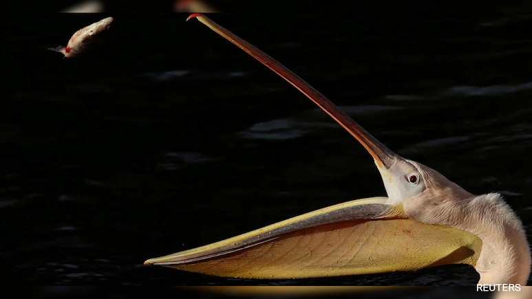 Warn, Hide Or Stand Out? How Colour In Animal World Is Battle For Survival Warn, Hide Or Stand Out? How Colour In Animal World Is Battle For Survival