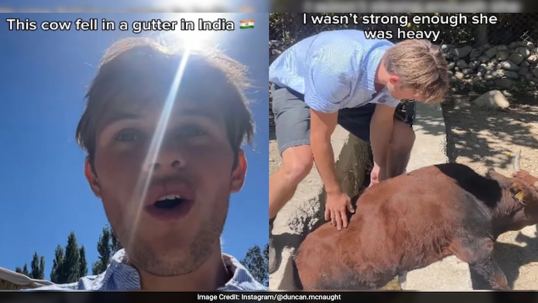 Watch: Australian Man Rescues Cow Stuck In Drain In India, Wins Hearts Online Watch: Australian Man Rescues Cow Stuck In Drain In India, Wins Hearts Online