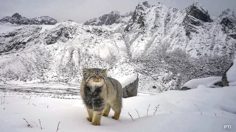 Elusive Pallas' Cat Caught On Camera For First Time In Arunachal Elusive Pallas' Cat Caught On Camera For First Time In Arunachal