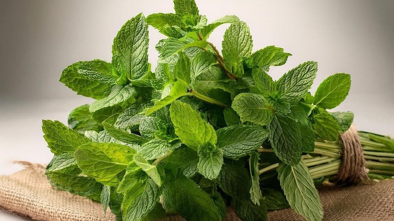 पुदीना रहेगा 6 महीने तक फ्रेश, बस स्टोर करते समय अपनाएं ये कमाल की ट्रिक