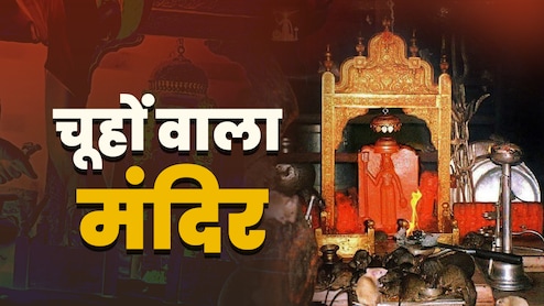 Rat Temple of India: देवी के इस मंदिर में भक्तों से ज्यादा आते हैं चूहे, जानें इसे क्यों कहते हैं काबा वाला मंदिर?