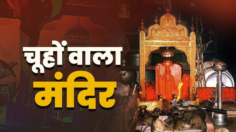 Rat Temple of India: देवी के इस मंदिर में भक्तों से ज्यादा आते हैं चूहे, जानें इसे क्यों कहते हैं काबा वाला मंदिर?