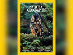 National Geographic Features Indian Photographer&#039;s Shot Of Rare Black Tiger