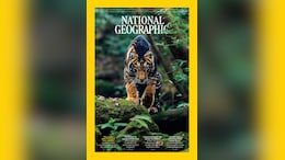 National Geographic Features Indian Photographer's Shot Of Rare Black Tiger