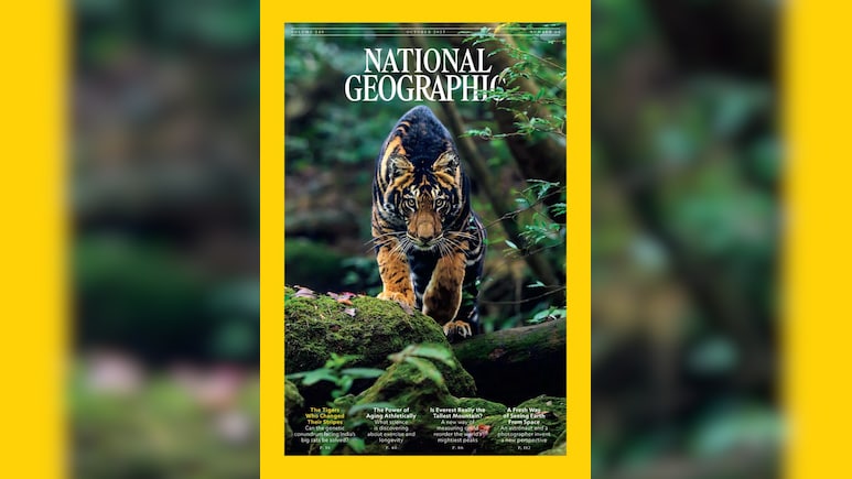 National Geographic Features Indian Photographer's Shot Of Rare Black Tiger