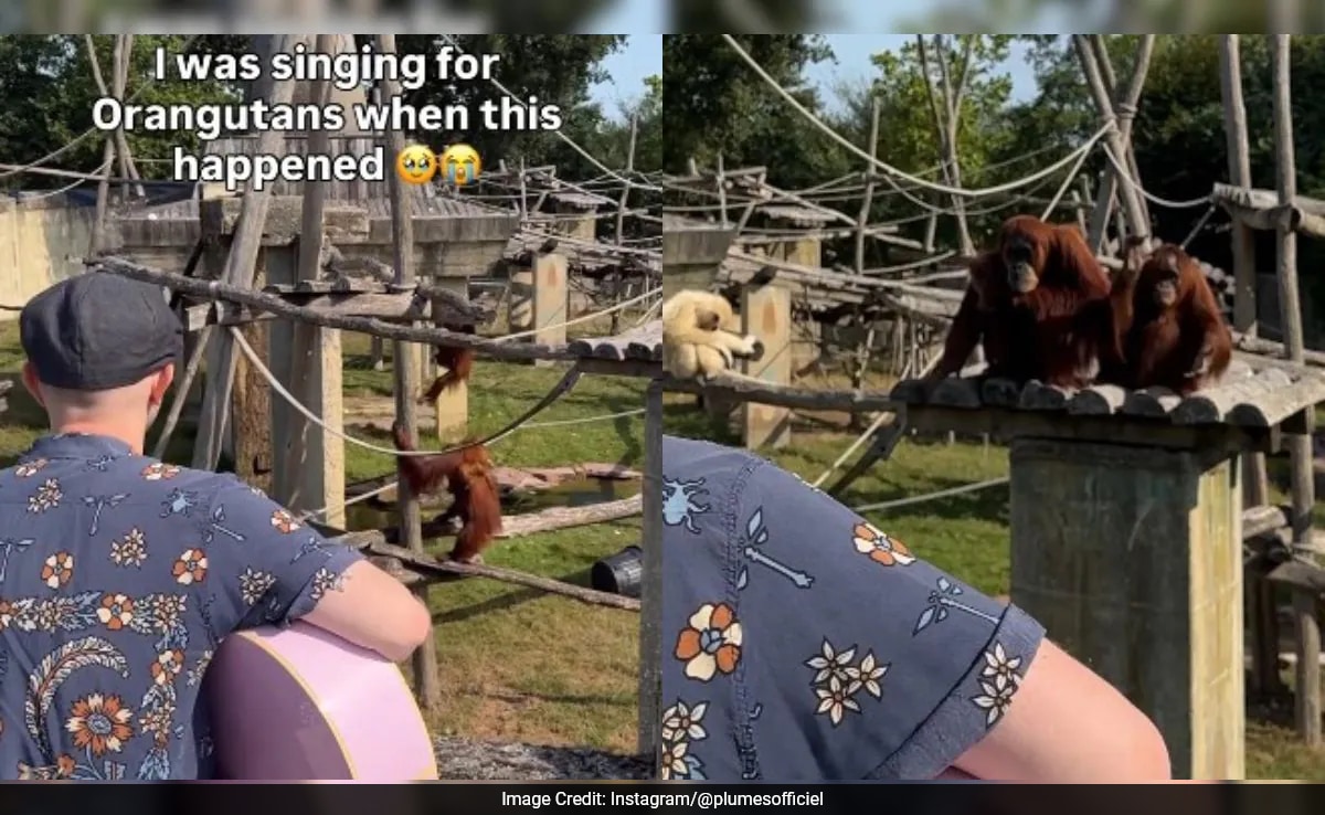 Orangutan Applauds Live Music, Viral Video Shows