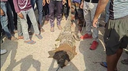 कोटा में स्कूल के पास मिला विशाल मगरमच्छ, लोगों में मची अफरा-तफरी के बाद... रेस्क्यू करने पहुंचा वन विभाग