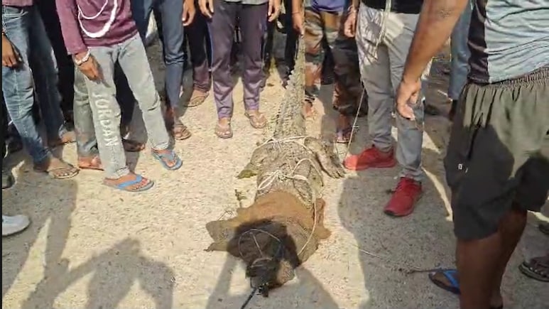 कोटा में स्कूल के पास मिला विशाल मगरमच्छ, लोगों में मची अफरा-तफरी के बाद... रेस्क्यू करने पहुंचा वन विभाग