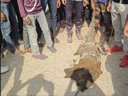 कोटा में स्कूल के पास मिला विशाल मगरमच्छ, लोगों में मची अफरा-तफरी के बाद... रेस्क्यू करने पहुंचा वन विभाग कोटा में स्कूल के पास मिला विशाल मगरमच्छ, लोगों में मची अफरा-तफरी के बाद... रेस्क्यू करने पहुंचा वन विभाग