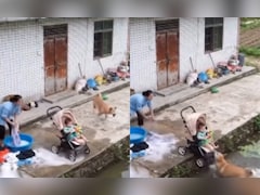 Video: 'Dogesh Bhai' Leaps Into Water To Save Baby, Wins Hearts Online