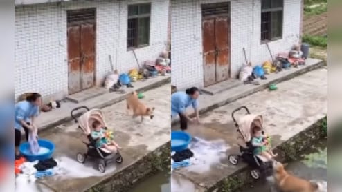 Video: 'Dogesh Bhai' Leaps Into Water To Save Baby, Wins Hearts Online