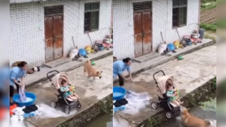 Video: 'Dogesh Bhai' Leaps Into Water To Save Baby, Wins Hearts Online