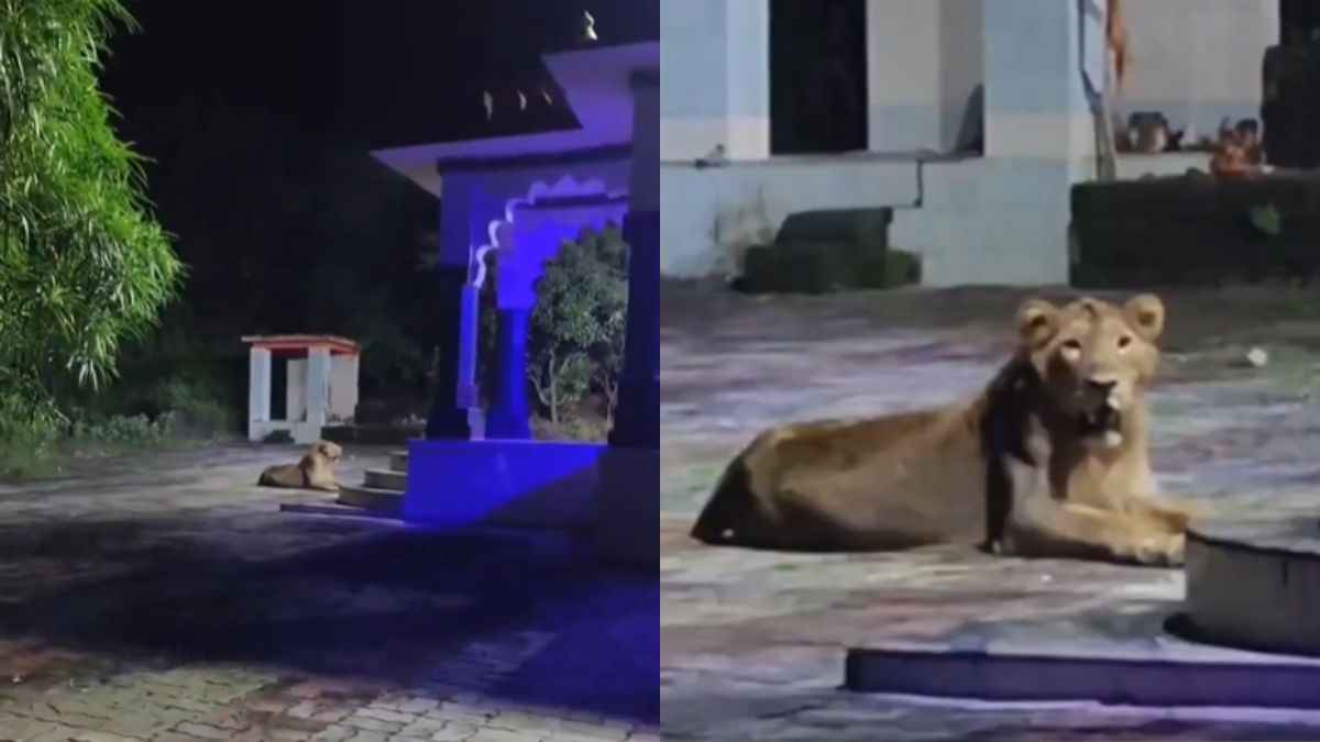 Watch: IFS Officer Shares Incredible Video Of 'Lioness Guarding Temple'