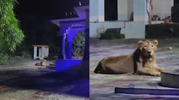 Watch: IFS Officer Shares Incredible Video Of 'Lioness Guarding Temple'