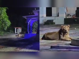 मंदिर के बाहर रखवाली करती दिखी शेरनी! IFS अधिकारी ने शेयर किया अद्भुत Video, लोग बोले - “साक्षात मां दुर्गा" मंदिर के बाहर रखवाली करती दिखी शेरनी! IFS अधिकारी ने शेयर किया अद्भुत Video, लोग बोले - “साक्षात मां दुर्गा"