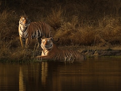 Which National Parks Are Reopening In October For Safari? Full List Here